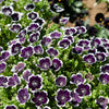 50 PENNIE BLACK - NEMOPHILA Discoidalis Penny White Flower Seeds