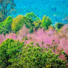 5 HIMALAYAN CHERRY Prunus Cerasoides Pink Flowers Red Fruit Tree Seeds