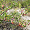 5 BEACH PLUM Prunus Maritima Native Edible Fruit Shrub Bush White Flower Seeds