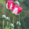 200 Organic AMPHORA POPPY Pink & White Papaver Somniferum Flower Seeds