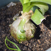 20 Ornithogalum Caudatum Seeds (False Sea Onion Lily)