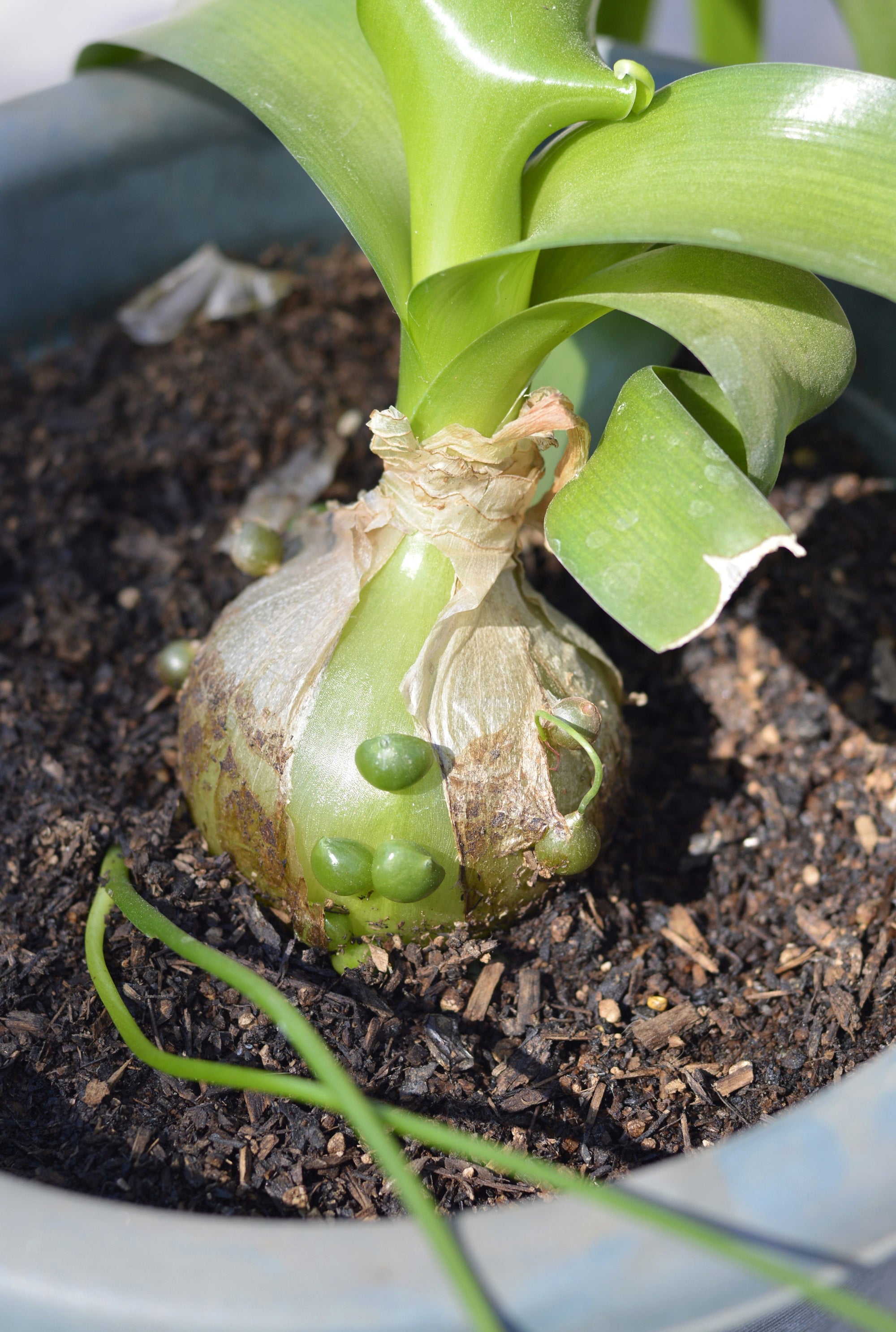 20 Ornithogalum Caudatum Seeds (False Sea Onion Lily)