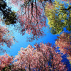 5 HIMALAYAN CHERRY Prunus Cerasoides Pink Flowers Red Fruit Tree Seeds