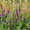 100 PURPLE TAILS WOOD SAGE Teucrium Hyrcanicum Caucasian Germander Herb Reddish Purple Flower Seeds