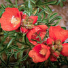 20 SCARLET GLOBEMALLOW Sphaeralcea Coccinea Cowboy's Delight Native Red Prairie Mallow Flower Seeds