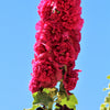50 Dwarf Double HOLLYHOCK MAJORETTE MIX Alcea Rosea Red Pink White Maroon Yellow Mixed Color Flower Seeds