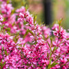 5 DWARF RUSSIAN ALMOND Prunus Tenella Rose Red Pink Fragrant Flower Shrub Seeds
