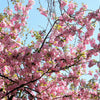 5 HIMALAYAN CHERRY Prunus Cerasoides Pink Flowers Red Fruit Tree Seeds