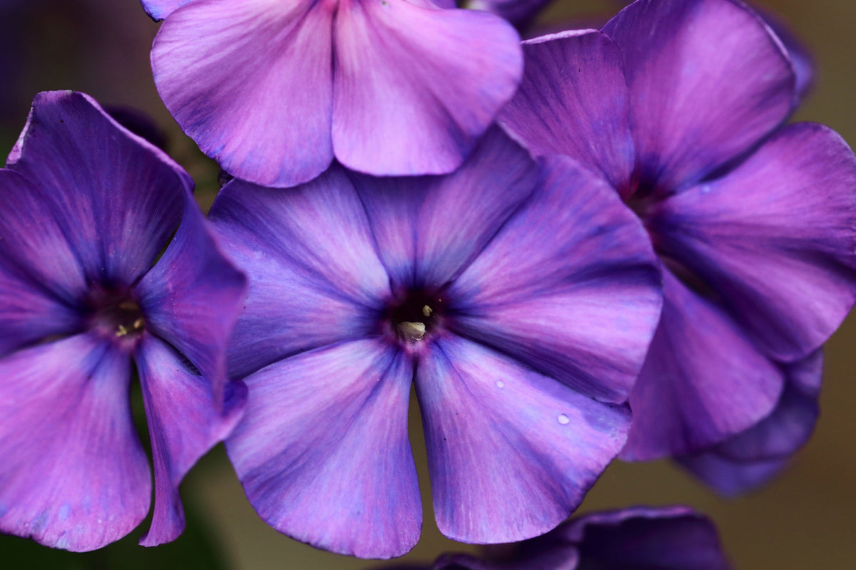 Mixed Colors Drummond Phlox Mix Seeds – Pink, Red, & White Phlox Drummondii Flower – photo 17