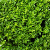 500 DWARF GREEK BASIL Ocimum Basilicum Fragrant Spicy Small Bright Green Leaf Herb Seeds