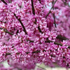 20 Eastern REDBUD TREE Cercis Canadensis Pink Flowering Native Tree Seeds