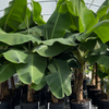XL Banana Bundle: 'Orinoco' + 'Dwarf Cavendish'