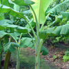 Banana 'Dwarf Orinoco' (Musa acuminata)