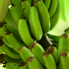 Banana 'Dwarf Orinoco' (Musa acuminata)