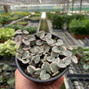 String of Hearts Variegated