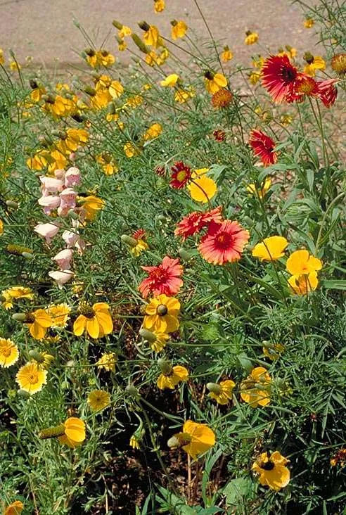 Southwest Native Meadowscaping Mix Alternative Lawn Seed – photo 4