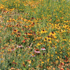 Southwest Native Meadowscaping Mix Alternative Lawn Seed – photo 2