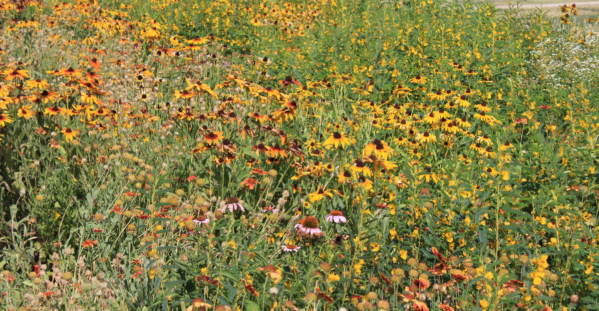 Southwest Native Meadowscaping Mix Alternative Lawn Seed – photo 2