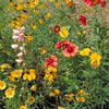 Western Wonders Native Wildflower Mix – photo 5