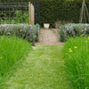 Meadowscaping Mix Alternative Lawn Seed — for Low-Maintenance, Eco-Friendly Lawns – photo 5