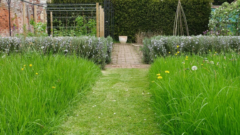Meadowscaping Mix Alternative Lawn Seed — for Low-Maintenance, Eco-Friendly Lawns – photo 5