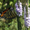 Monarch Meadow Native Mix – photo 5