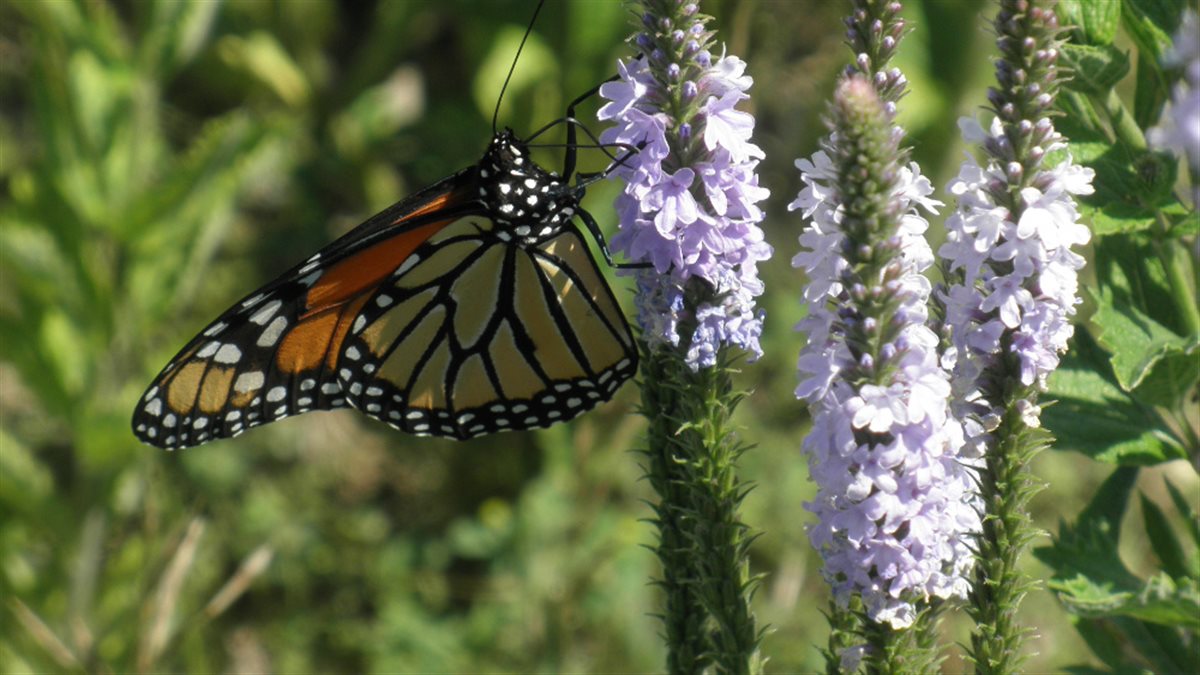 Monarch Meadow Native Mix – photo 5