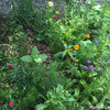 Hummingbird Haven Mix – photo 2