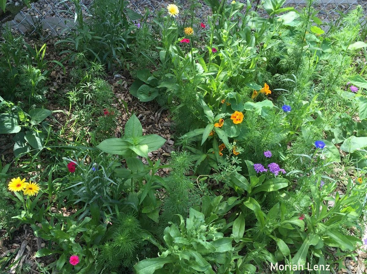 Hummingbird Haven Mix – photo 2