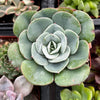 Echeveria Atlantis