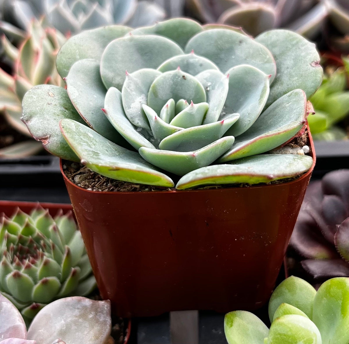 Lantis Seed Echeveria Atlantis – The Plant Seed