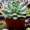 Echeveria Sedeveria Blue Elf