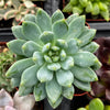 Echeveria Sedeveria Blue Elf