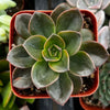 Echeveria Melaco Brown Rose