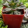 Echeveria Melaco Brown Rose