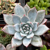 Echeveria Blue Bird