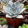 Echeveria Blue Bird
