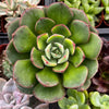 Echeveria Derosa