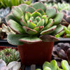 Echeveria Derosa