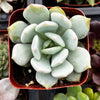 Echeveria Elegans Blue