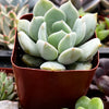 Echeveria Elegans Blue