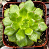 Echeveria Emerald Ripple