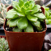Echeveria Emerald Ripple