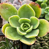 Echeveria Golden Glow