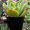 Echeveria Golden Glow