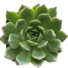 Echeveria Green Wheel