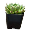 Echeveria Green Wheel
