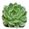 Echeveria Green Wheel