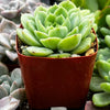 Echeveria Lime and Chile
