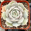 Echeveria Lola